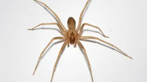 Aranha-marrom