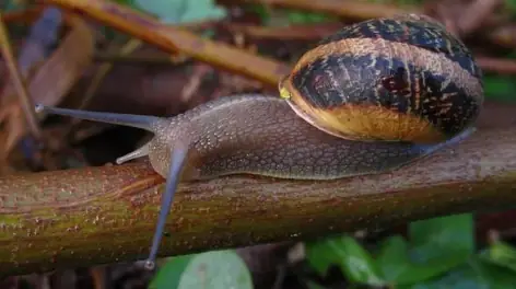 Caramujo de jardim