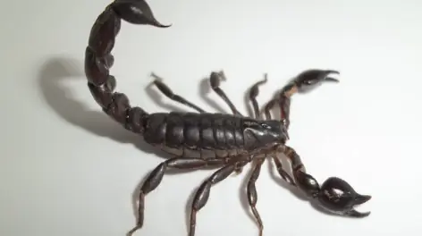 Escorpião-preto