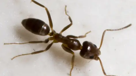 Formiga-louca