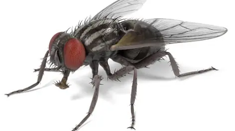 Mosca-doméstica