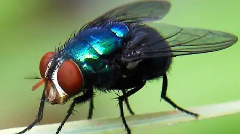 Mosca-da-bicheira