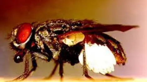 Mosca-do-berne