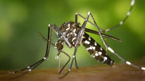 Mosquito-da-dengue