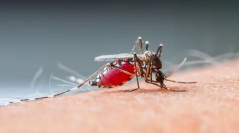 Mosquito-prego