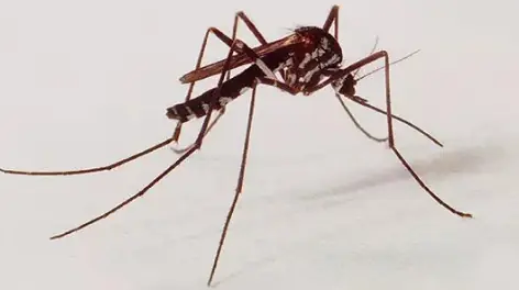 Mosquito silvestre