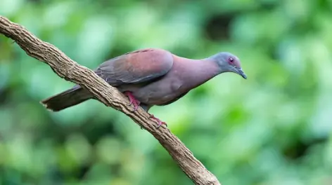 Pomba-galega