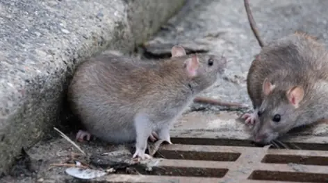 Ratazana (rato de esgoto)
