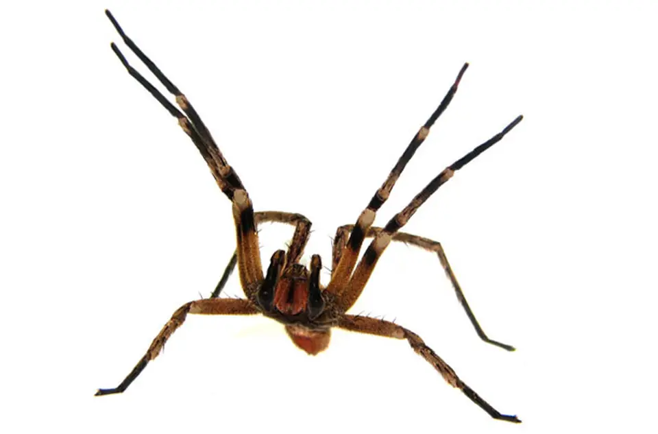 Aranhas
