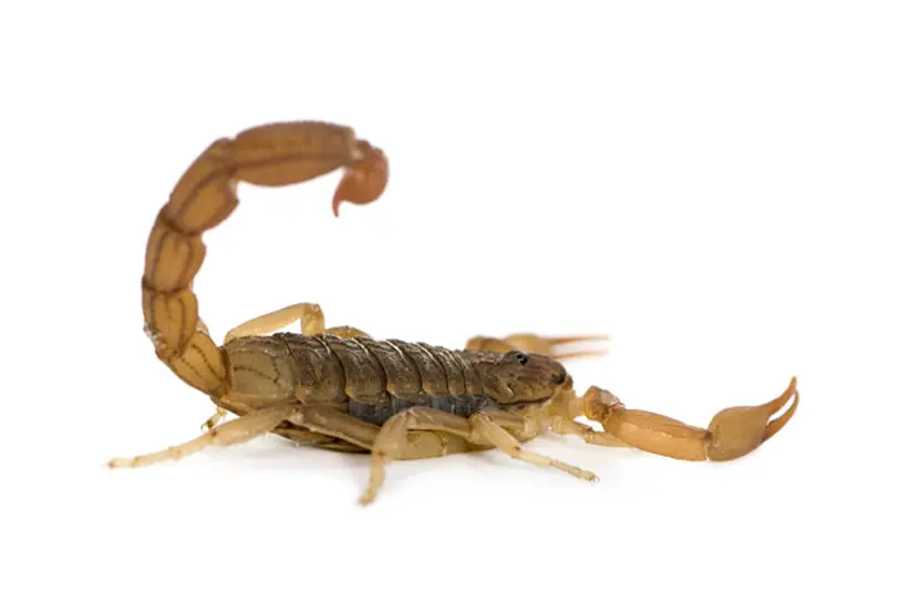 Escorpiões
