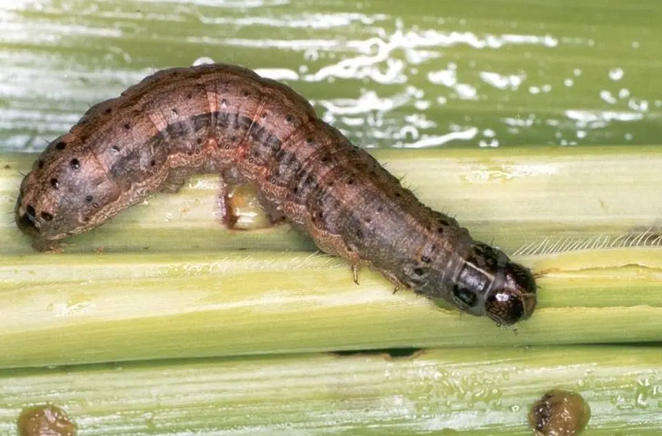 Lagartas