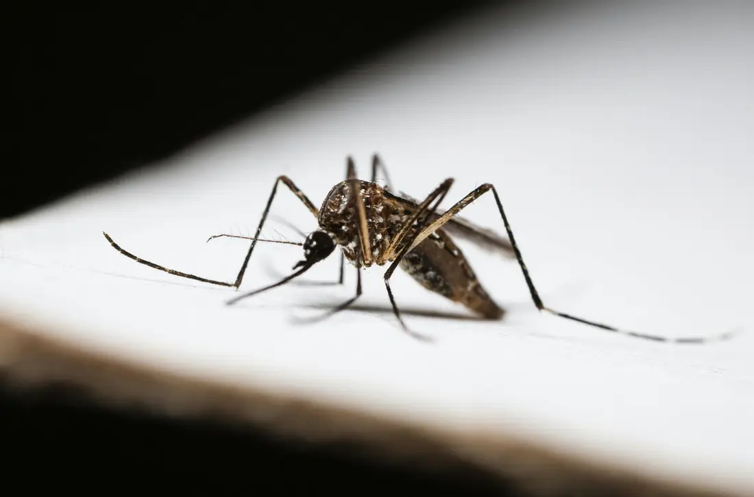 Mosquitos e pernilongos