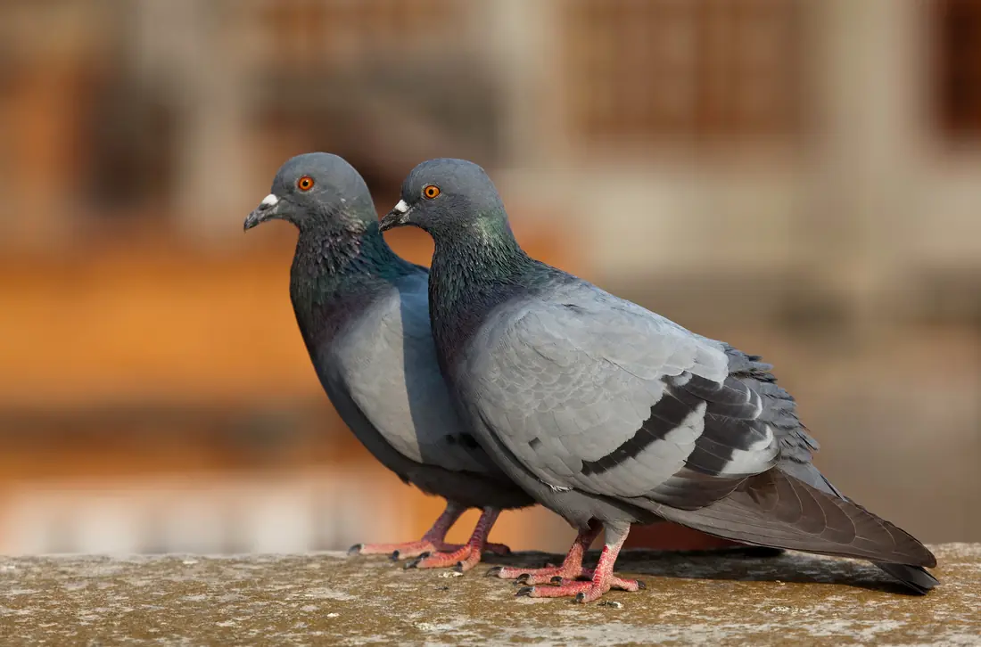 Pombos