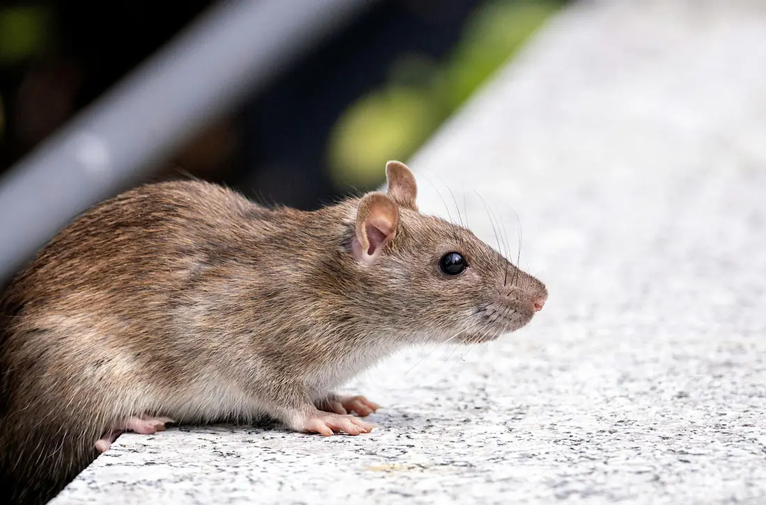 Ratos