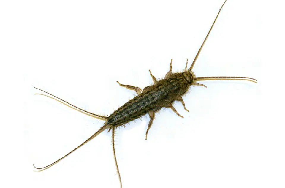 Traças